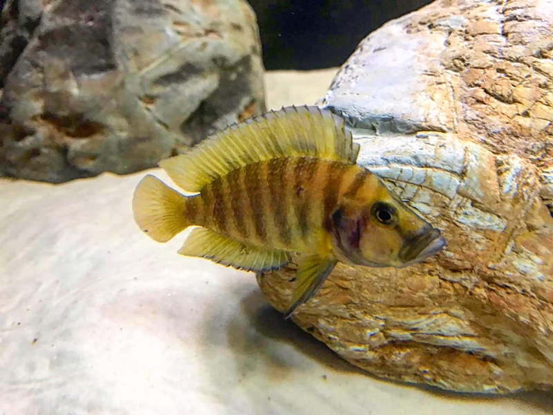 Altolamprologus compressiceps 'Mpulungu'